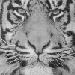 A tiger avatar